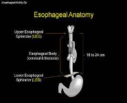 Esophageal Motility Disorders PowerPoint Presentation