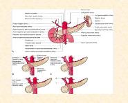 Pancreas-Anatomy Physiology Investigations Congenital Anomalies PowerPoint Presentation Notes
