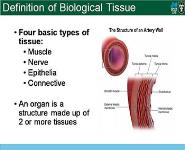 Definition of Biological Tissue PowerPoint Presentation
