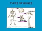 Musculoskeletal System and Adult Nursing
