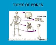 Musculoskeletal System and Adult Nursing PowerPoint Presentation