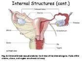 Female Sexual Anatomy and Physiology