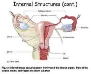 Female Sexual Anatomy and Physiology PowerPoint Presentation