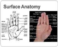 Hand PowerPoint Presentation Notes