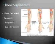 The Wrist Hand Forearm and Elbow PowerPoint Presentation