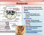 Hand and Wrist Anatomy PowerPoint Presentation Notes