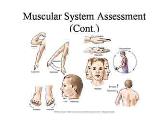 Assessment of the Musculoskeletal System