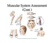Assessment of the Musculoskeletal System PowerPoint Presentation Notes