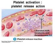 Hemostasis PowerPoint Presentation Notes