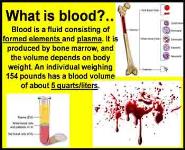 Blood and Lymph system Anatomy and Physiology PowerPoint Presentation