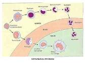 White Blood Cells-Leucocytes