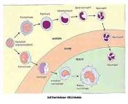 White Blood Cells-Leucocytes PowerPoint Presentation Notes