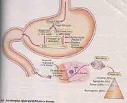 Anaemia in Pregnancy PowerPoint Presentation Notes