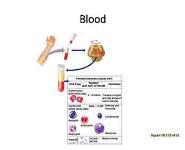 Blood PowerPoint Presentation