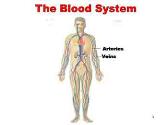 The Blood System