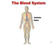 The Blood System PowerPoint Presentation