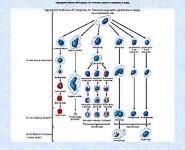 Blood PowerPoint Presentation Notes