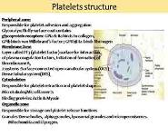 Blood Cells-Platelets-Thrombocytes PowerPoint Presentation Notes