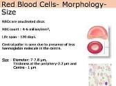 Red Blood Cell Physiology