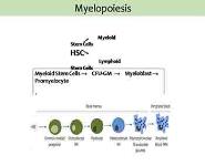 WBCs-Leukocytes PowerPoint Presentation Notes