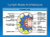 Introduction to Lymphoma
