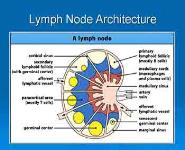 Introduction to Lymphoma PowerPoint Presentation Notes