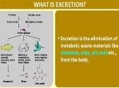 Excretion