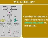 Excretion PowerPoint Presentation