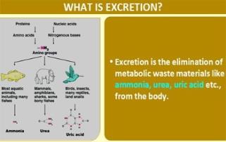 Excretion medical presentation