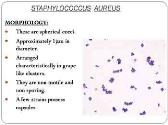 Staphylococcus