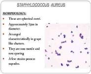 Staphylococcus PowerPoint Presentation Notes