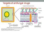Antifungal drugs
