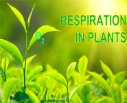 Plant kingdom PowerPoint Presentation