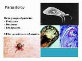 Parasitology and Protozoans