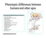 The Human Genome and Human Evolution PowerPoint Presentation