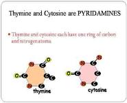 DNA and RNA PowerPoint Presentation