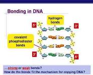 DNA Replication PowerPoint Presentation
