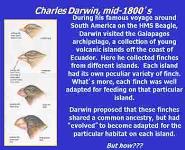 The Theory of Evolution PowerPoint Presentation