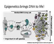 Measuring Methylation-from arrays to sequencing PowerPoint Presentation
