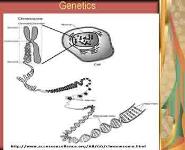 Genetic Variation PowerPoint Presentation