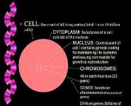 Genetics and Heredity PowerPoint Presentation