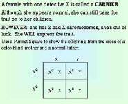 Human Inheritance PowerPoint Presentation