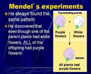 Introduction to Genetics PowerPoint Presentation