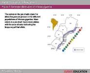 Genetic Variation PowerPoint Presentation