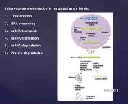Regulation of Gene Expression PowerPoint Presentation
