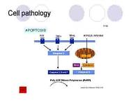 Asphyxia of the newborn PowerPoint Presentation