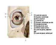 The Orbit PowerPoint Presentation