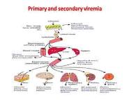 Mechanisms of Infection And Pathogenesis PowerPoint Presentation