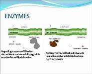 Mechanisms of Antibiotic Resistance PowerPoint Presentation
