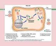 Antiviral Drugs PowerPoint Presentation